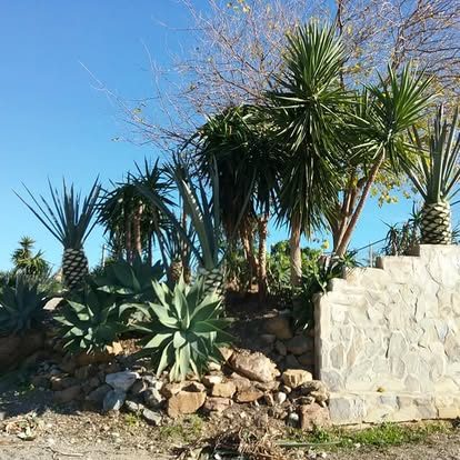 Mediterranean garden with yuccas and stone wall